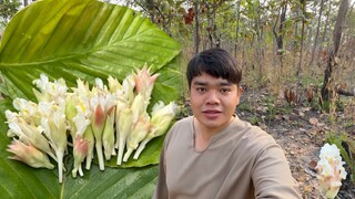 เก็บดอกกระเจียวขาว ป่าดอนคำ งามคักโพด-9 พฤษภาคม 2566