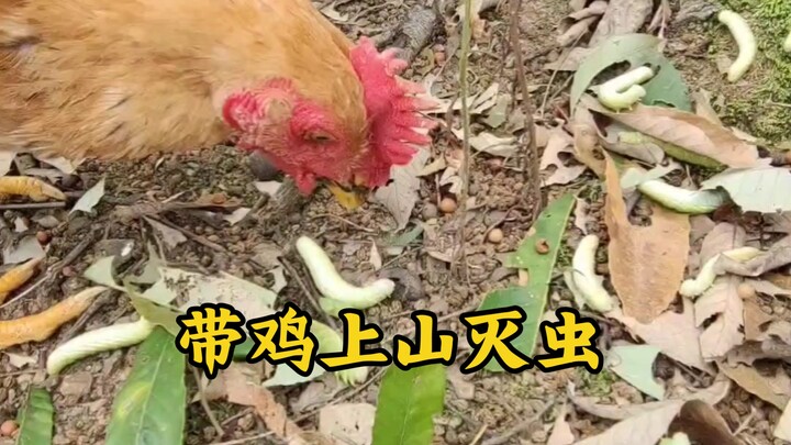 Meredakan stres! Membawa ayam ke gunung untuk membasmi hama, menjaga hutan adalah tanggung jawab man