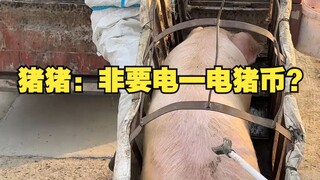หมู: คุณจำเป็นต้องมีเหรียญหมูไฟฟ้าจริงๆ เหรอ?