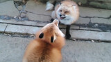 Quarrel of foxes is so cute!
