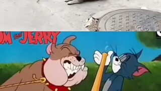 Tom và Jerry