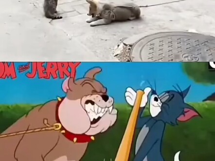 猫和老鼠