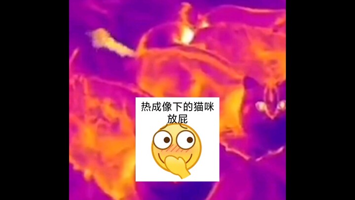 What bad intentions could a little kitten possibly have? Let me show you a cool demonstration of pus