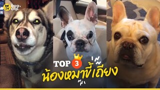 Top3 น้องหมาเถียงเก่ง | Dog's Clip