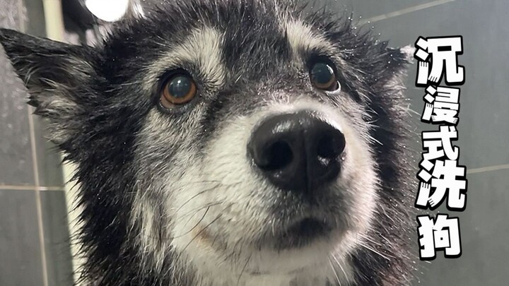 Tamu pria hari ini: Scar, usia 4 tahun, anggota Tim Spesialis: kode operasi “Wolong”, ciri khas: tat