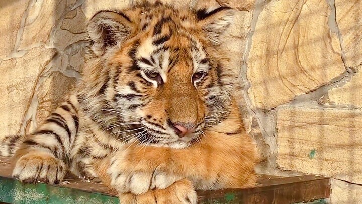 Bé hổ Bilibili chuyển nhà rồi!