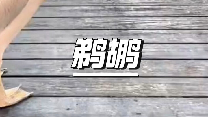 Pelikan yang tak pilih-pilih makanan: asalkan muat di mulut, apa pun yang dilihat langsung dimakan—m