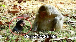 Please CARE Me!!, New Baby Monkey Cry Low Sound For Waiting Milk, Poor Baby Need Nurse And Milk Mum