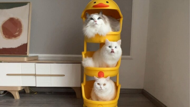 هل يمكن فعلاً لقطة وزنها 20 جين أن تدخل؟!