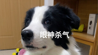 和边牧玩这个游戏她会不会记仇