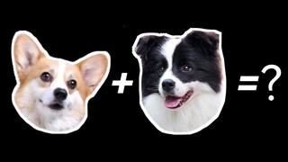 柯基+边牧=？？？