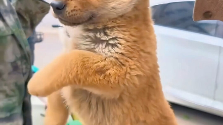 When choosing a dog, you should lift it up—then you’ll understand right away.