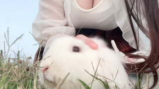 [Daily Life] Taking the rabbit to the lakeside to watch the sunset after work