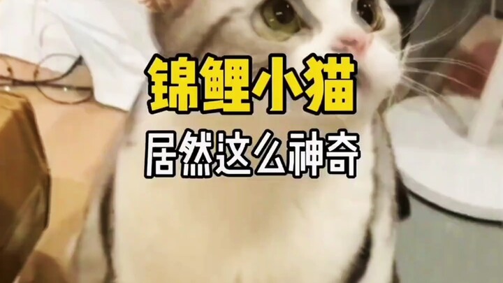 #شرح الحيوانات الأليفة #جميل #الحيوانات الأليفة اللطيفة تأتي