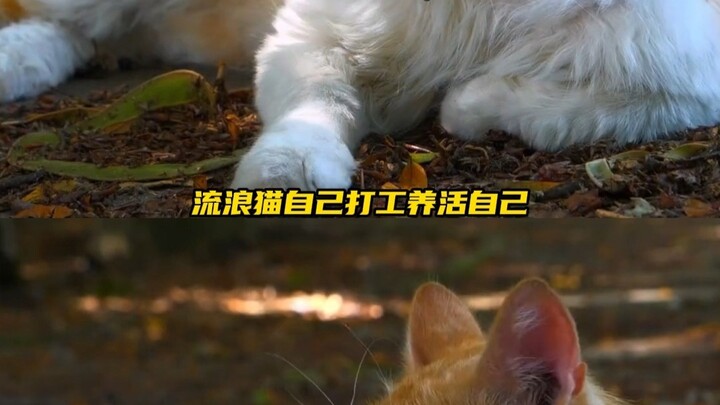 The cat works to support itself—so meaningful!