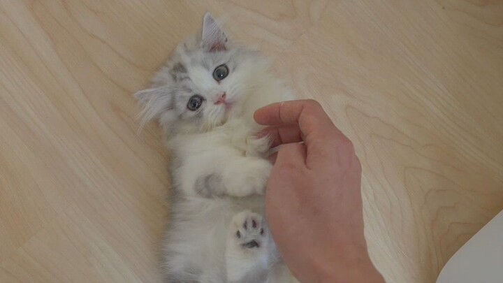 น้องแมวชอบกัดคนจะทำยังไงดี? มาดูวิธีที่ถูกต้องกันเลย!