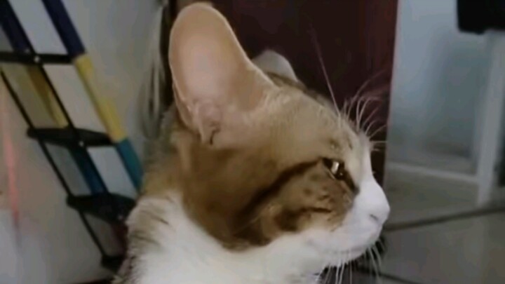 Kucing: Nggak kasih stik kucing, tapi masih banyak urusan B!