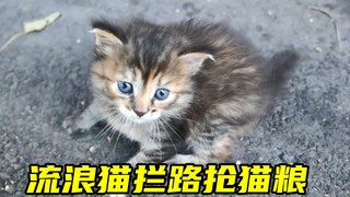 小流浪猫拦路要猫粮，凶巴巴的样子又可爱又搞笑，果断上麻袋将它带回家