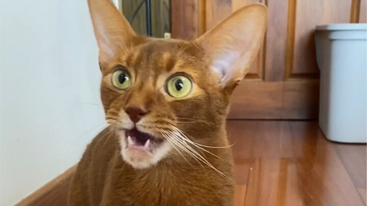 Đội quân sắt: Ôi trời ơi, phê quá!