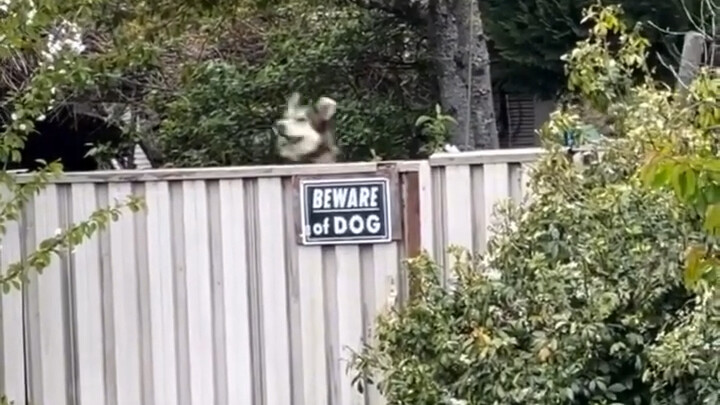 สวัสดี ฉันคือหมา