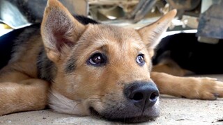 Huanong Brothers: The weather is hot, and the dog likes to lie on the ground, looking very relaxed.