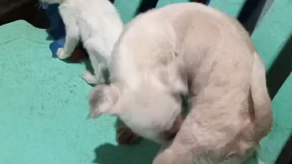 Bembang na Bembang na si zoe kahit babae 😂😂😂