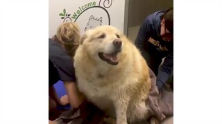 Một chú chó Golden Retriever nặng 156 pound đã giảm cân như thế nào?