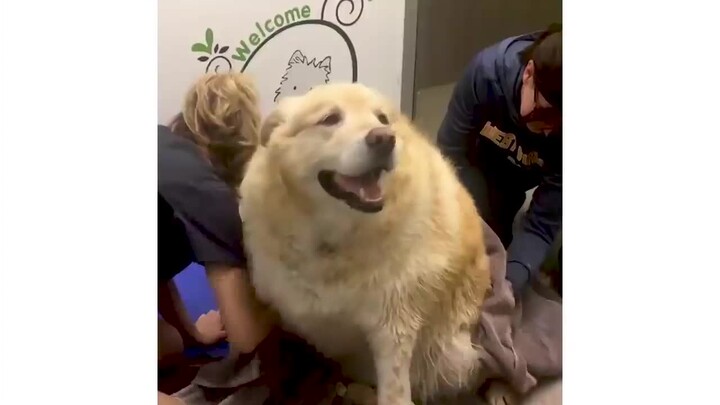 Một chú chó Golden Retriever nặng 156 pound đã giảm cân như thế nào?