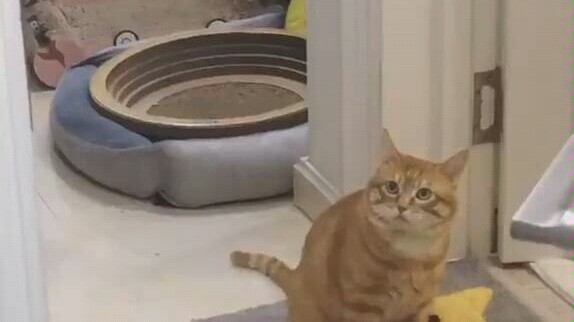 Sao lại có bé mèo ngoan thế này chứ, dễ thương quá đi mất!