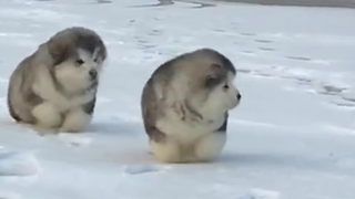 Alaska Puppies Are So Cute!