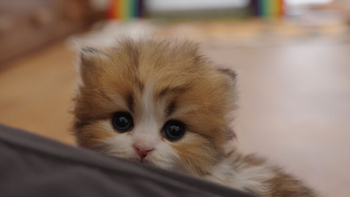 Oh no, I'm surrounded by little milk cats!