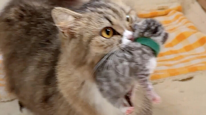 Mommy Cat: As long as I have kittens, all the little ones in the family are mine!
