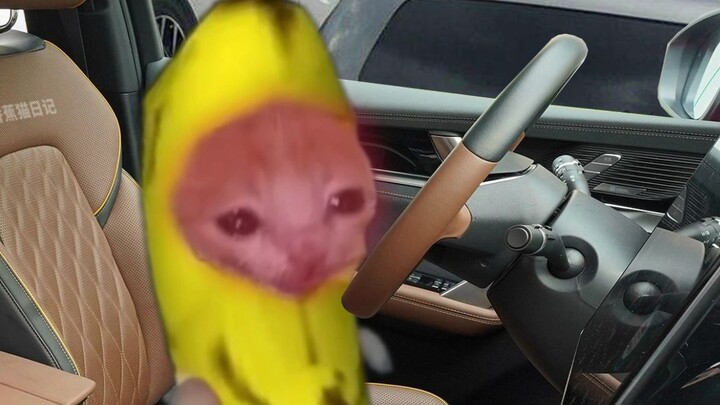 แมวน้ำกล้วยติดรถบนทางด่วน และอยากเข้าห้องน้ำมาก