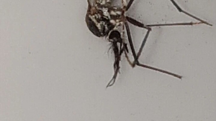 SIGURADONG MAPAPA YAWA KA