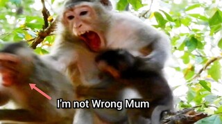 Mama Monkey Fight Her Child So Cry Scaring, Little Monkey Not Wrong Why MAMA Fight Her Cry Like This