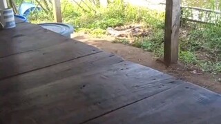 tambak udang vanamie