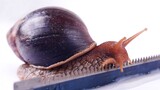 What will happen if an African Giant Snail climbs over a sharp blade?