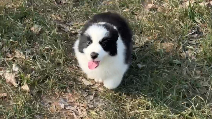 Pet Market: Border Collie Edition