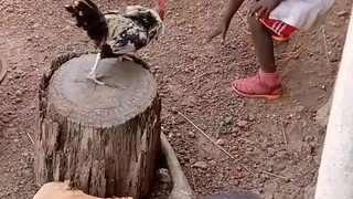 hybrid panabong mga lodi