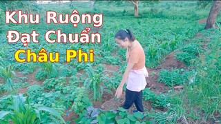 Bắt gặp khu Ruộng tươi tốt của người dân Châu Phi||Ahihi cuộc sống châu Phi||Nông nghiệp Châu Phi