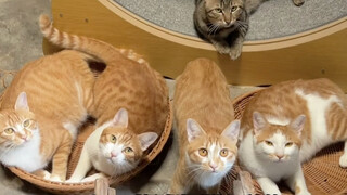 小猫咪的日常保养