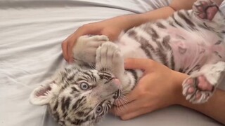 Immersive Cat-Whiskering Experience