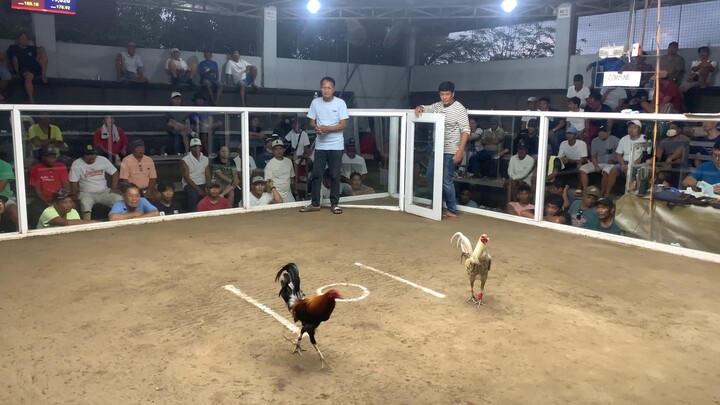 Lemon roundhead win, galing din bulik paunahan nalang magpatama