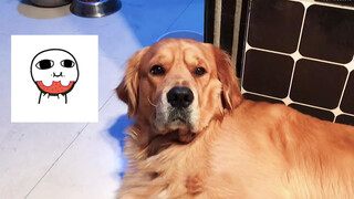 [Binatang]Hubungan cinta antara 3 ekor anjing