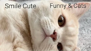 Funny & Cats - รวมน้องแมวน่ารัก 34