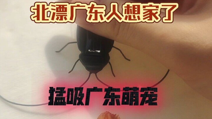 Người Quảng Đông nhớ nhà, mua đặc sản quê hương làm thú cưng, hút một mạch không ngừng