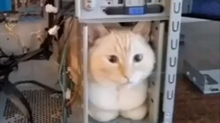 A Record of Animals’ Confusing Behaviors!
