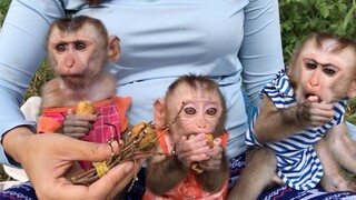 Mino, Lay Heang and Coconut monkeys very much enjoy Logans fruits