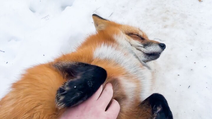 It’s for Little Fu Ni, who loves getting her tummy rubbed!