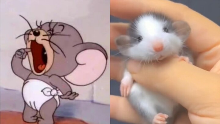 The real mouse version of Jerry's nephew Taffy! It turns out Jerry didn’t lie to us!